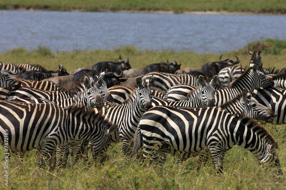 Obraz premium zebra and wildebeest during migration