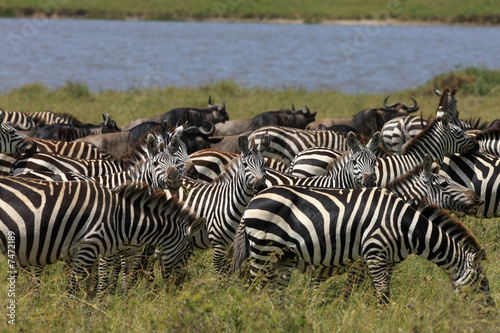 zebra and wildebeest during migration