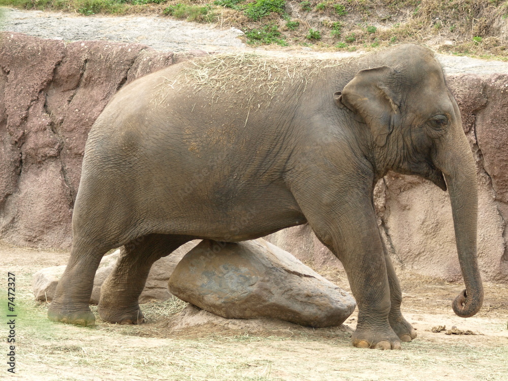 Fototapeta premium Elephant scratching his belly on a rock