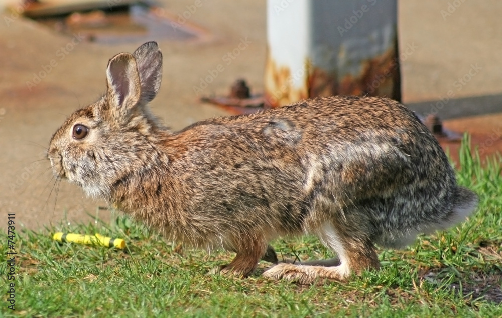 Fototapeta premium Rabbit running