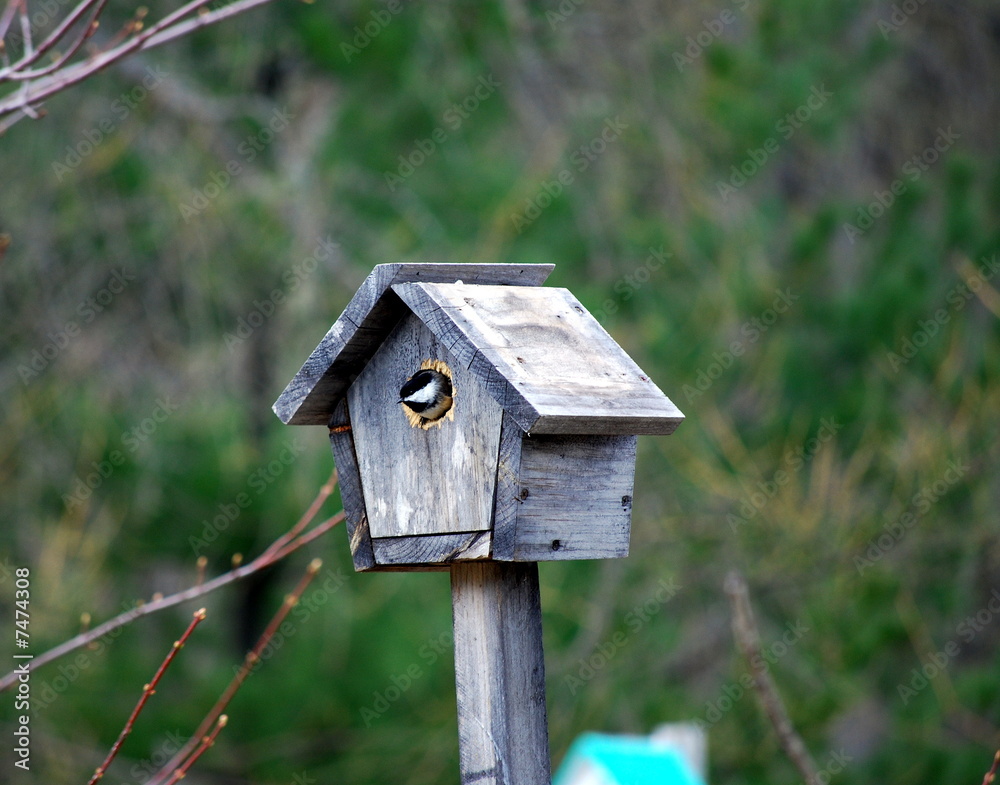 Cabane Cabane