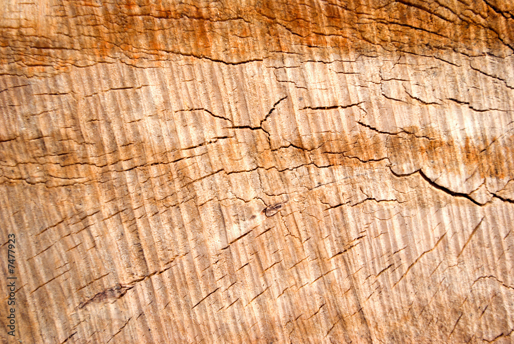 Fototapeta premium Cut down tree trunk texture close up