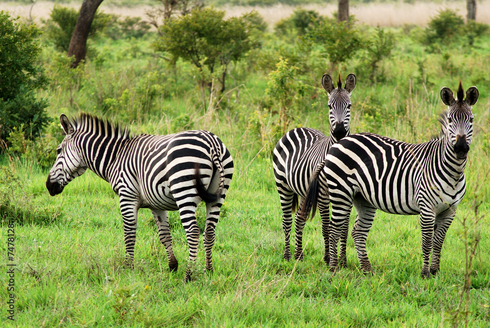 Fototapeta premium Zebra