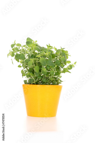 oregano