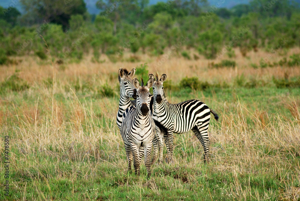 Obraz premium Zebra