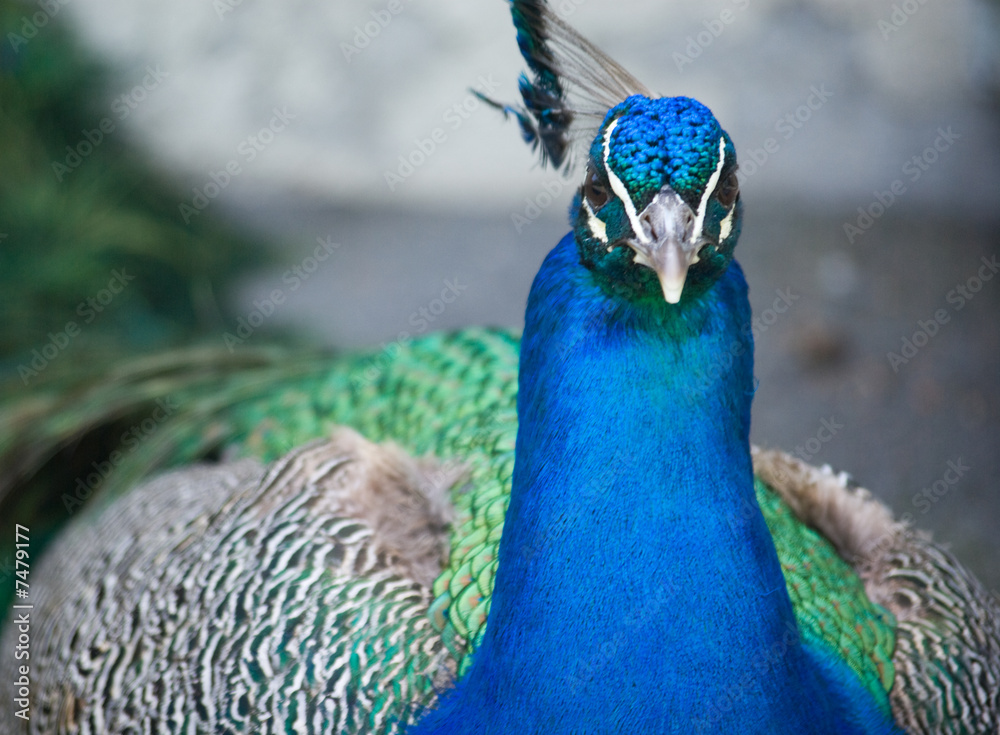 Fototapeta premium Paon