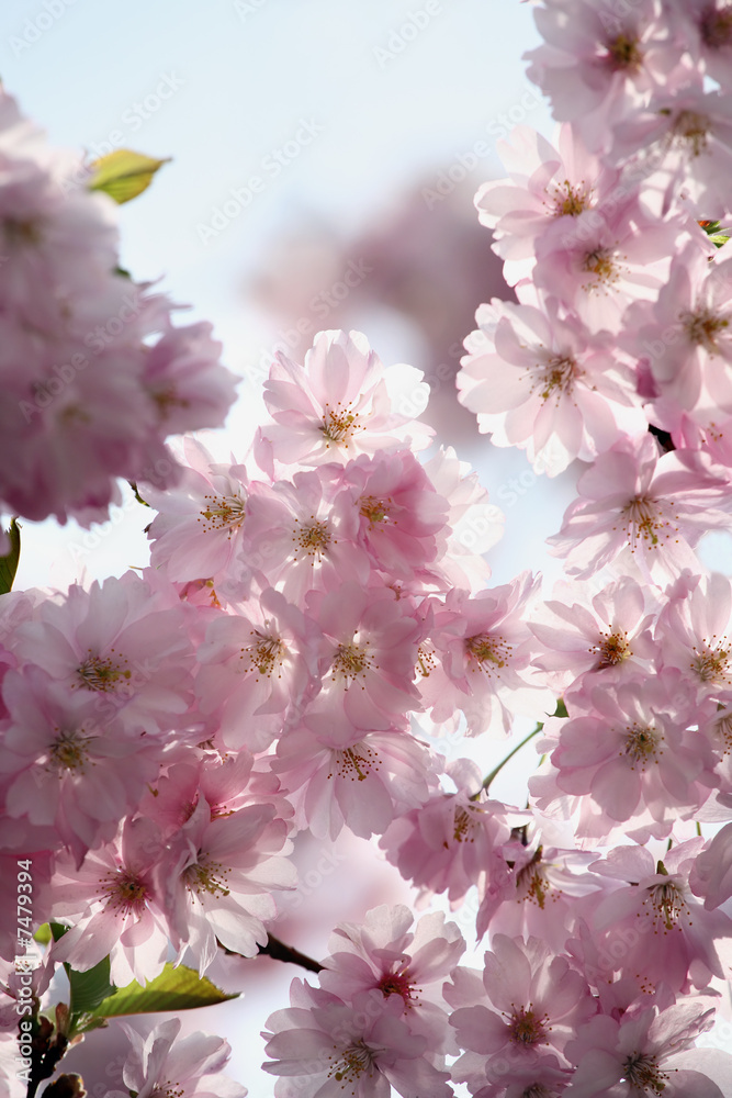 Fototapeta premium Cherry blossom