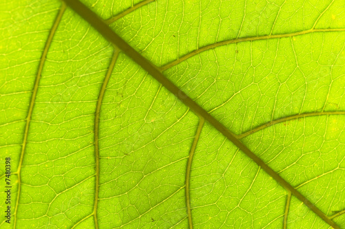 leaf : macro