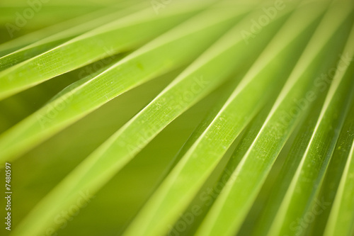 leaf : macro of palm