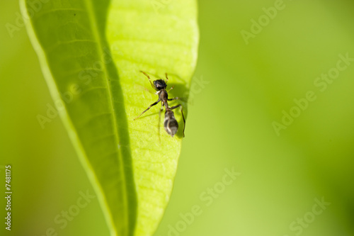 macro af ant on leaf