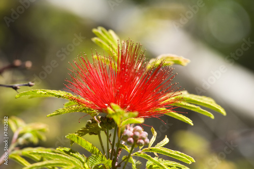 Tree Pohutuakawa flower, (New Zealand Christmas Tree)