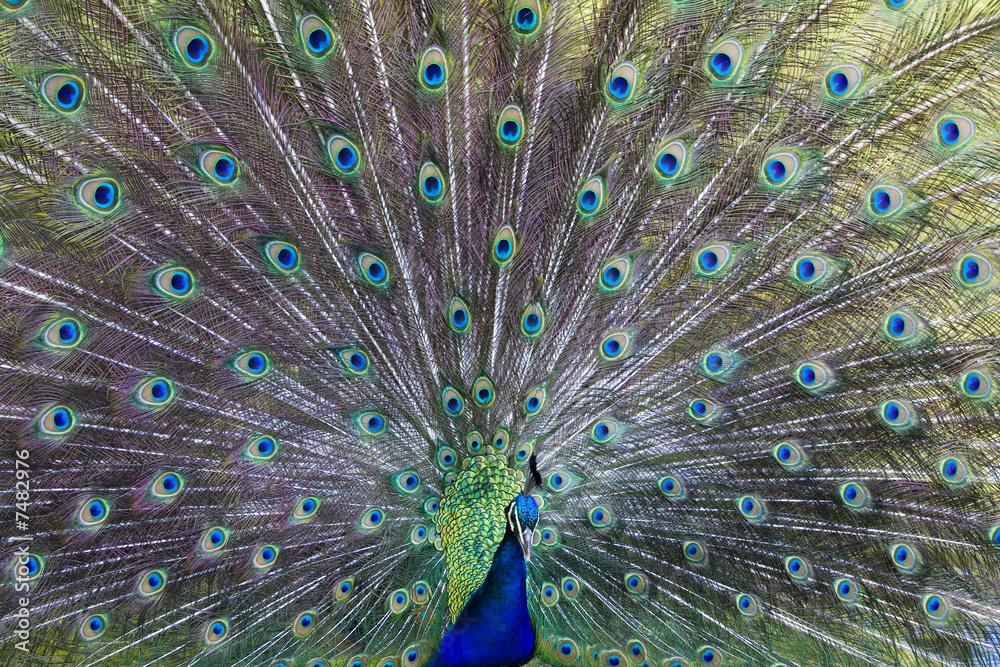 Fototapeta premium Common peafowl (Pavo cristatus)