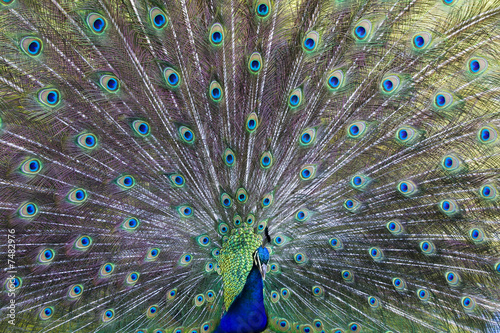 Common peafowl (Pavo cristatus)