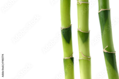 Fototapeta Naklejka Na Ścianę i Meble -  Bamboo Stock with green leaf