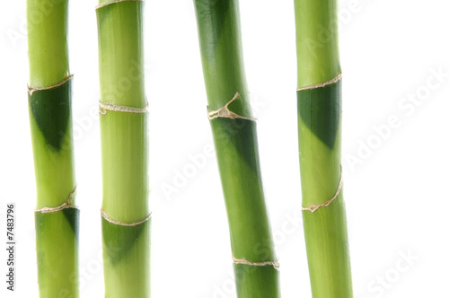 Fototapeta Naklejka Na Ścianę i Meble -  Bamboo Stock with green leaf