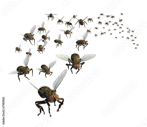 Swarm of Flies - 3D render