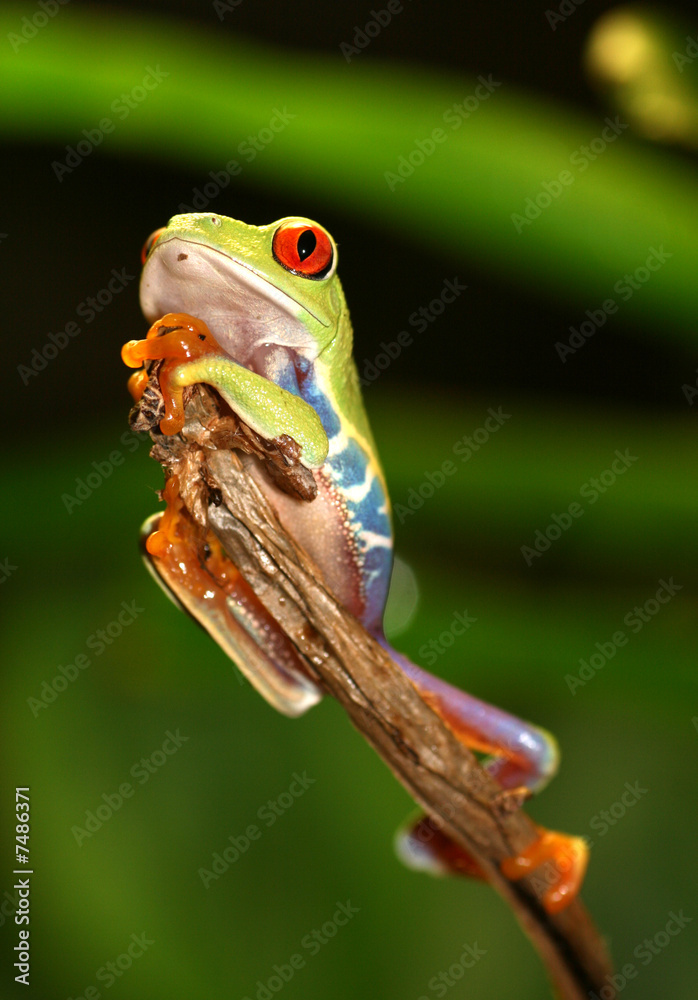 Naklejka premium Red Eyed Tree Frog