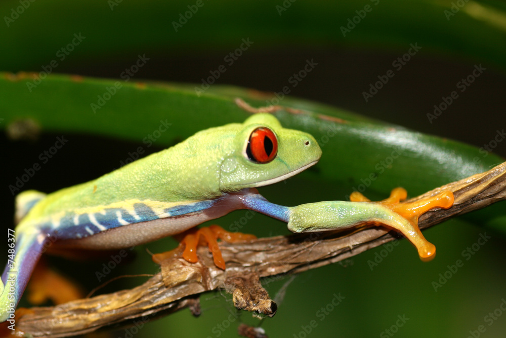 Naklejka premium Red Eyed Tree Frog