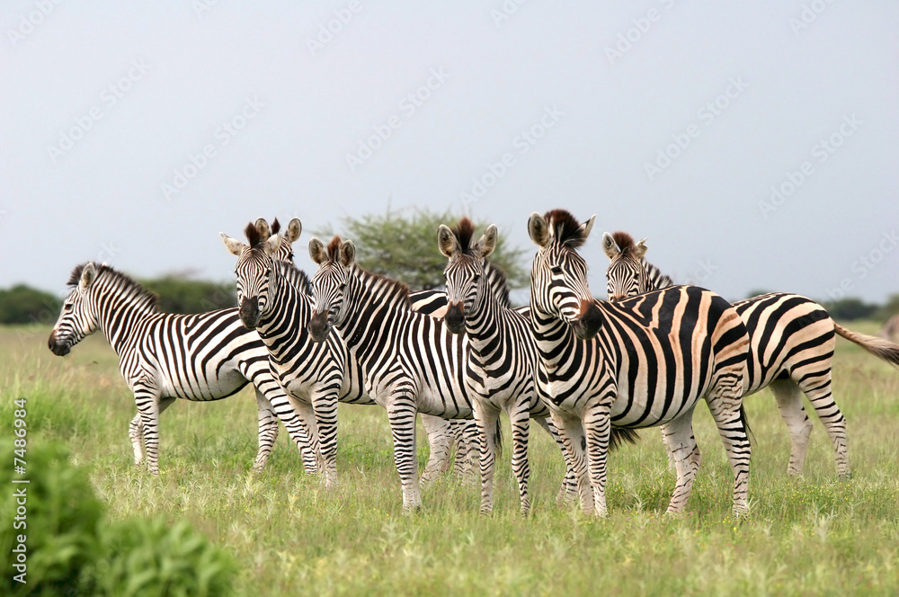 Herd Burchell's zebras - obrazy, fototapety, plakaty 