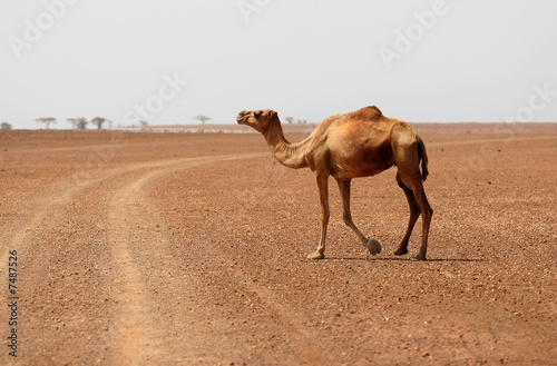 Camel crossing the desert road