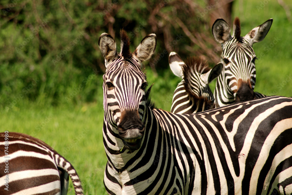 Naklejka premium Zebra