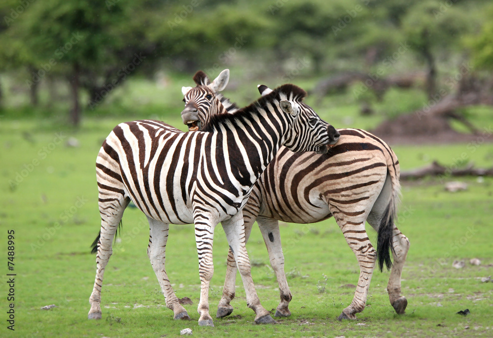 Obraz premium Zebras in love