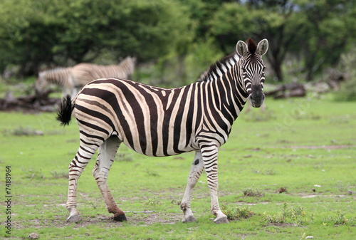 Zebra looking at camera © urosr