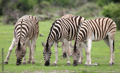 Zebras feeding with grass