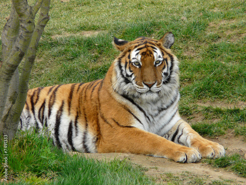 Konstfotografi Tigre