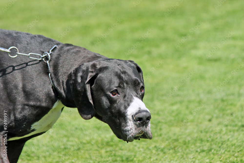 Dänische Dogge