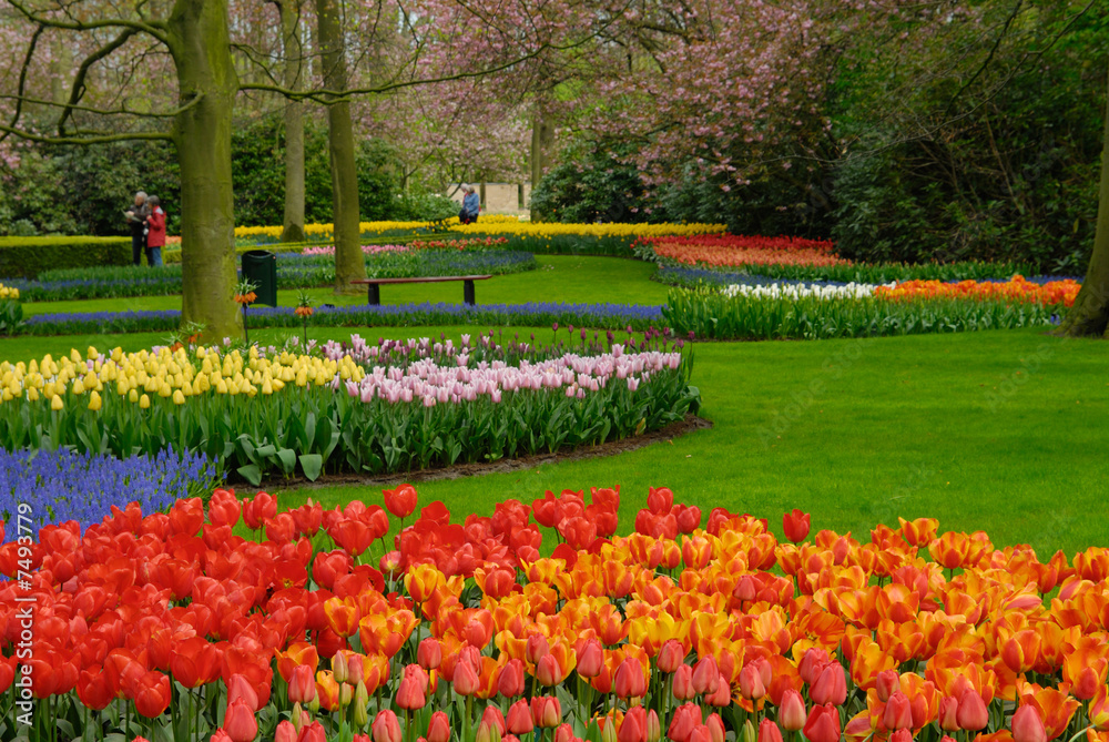colorful flowers in spring