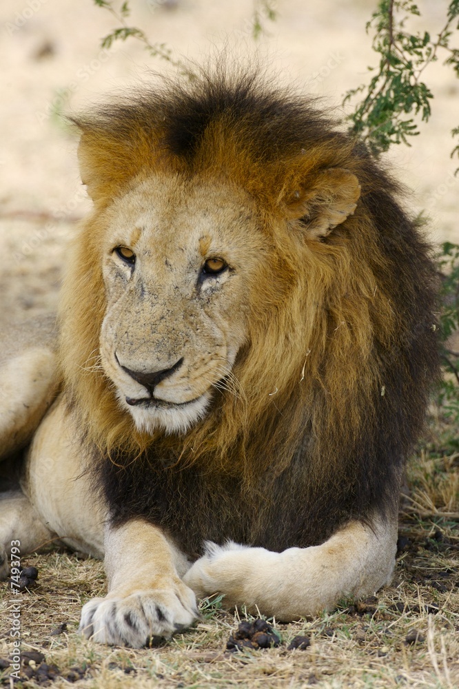 African Lions