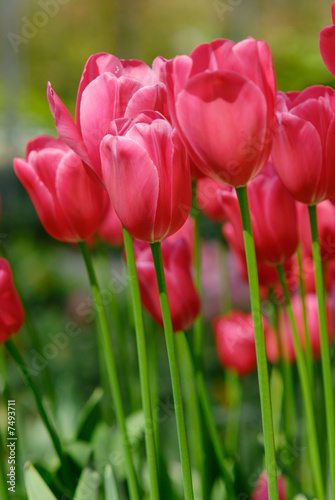 colorful flowers in spring