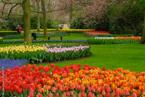 colorful flowers in spring