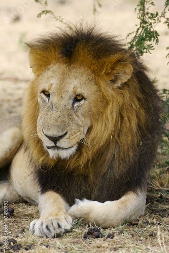 African Lions