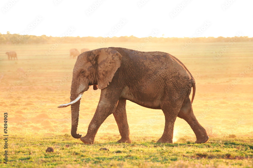Fototapeta premium African Elephant Bull (loxodonta africana) 