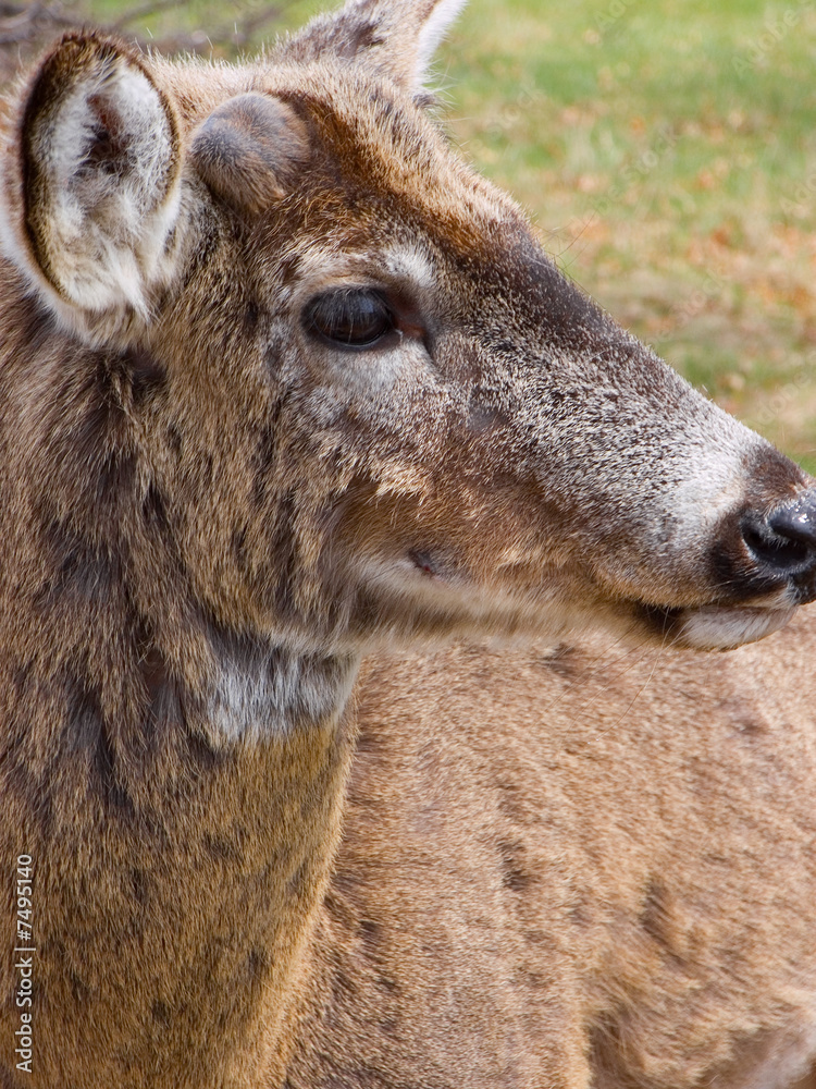 Fototapeta premium Deer