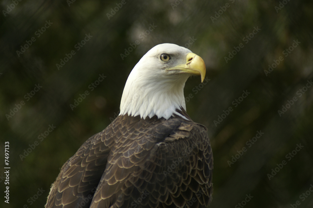 Fototapeta premium Bald Eagle