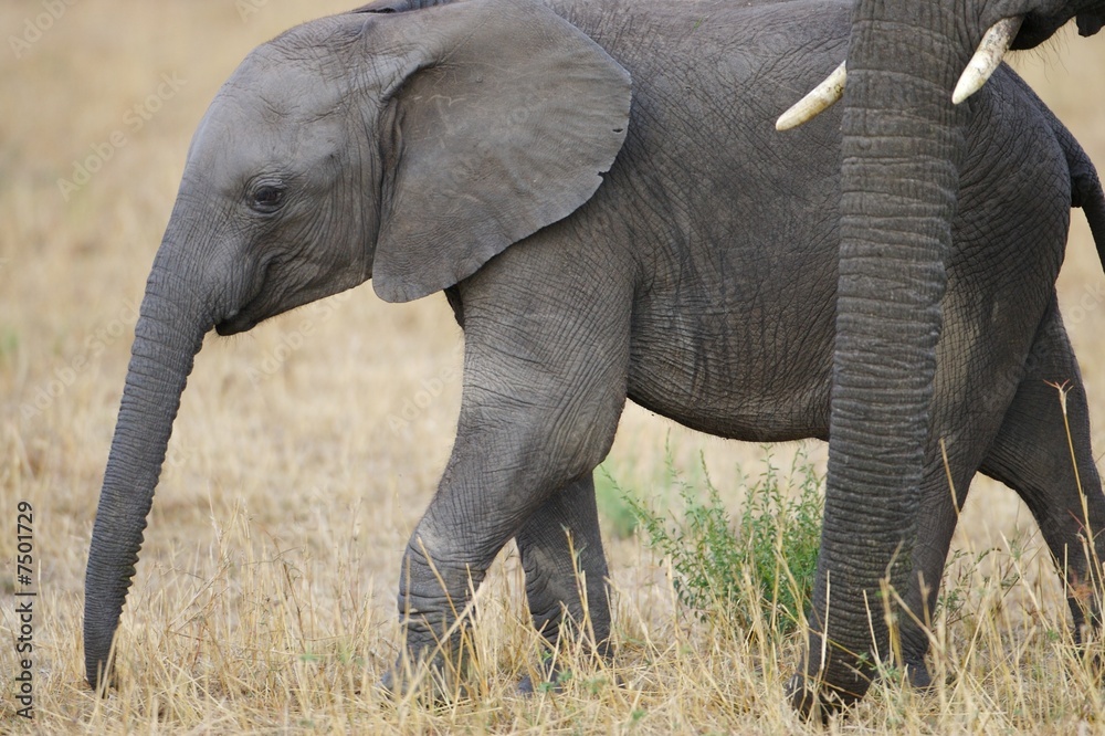 Obraz premium African Elephant