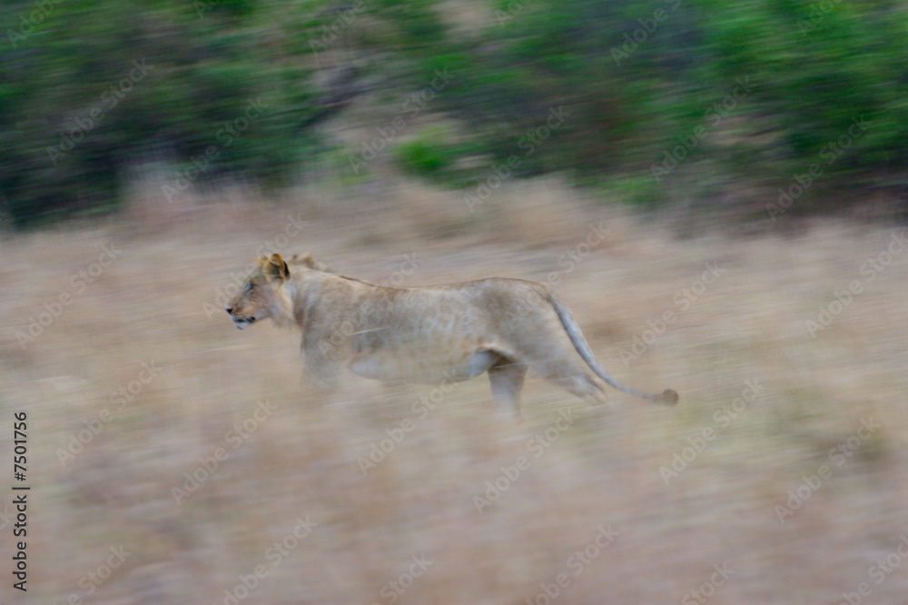 Naklejka premium Hunting Lions