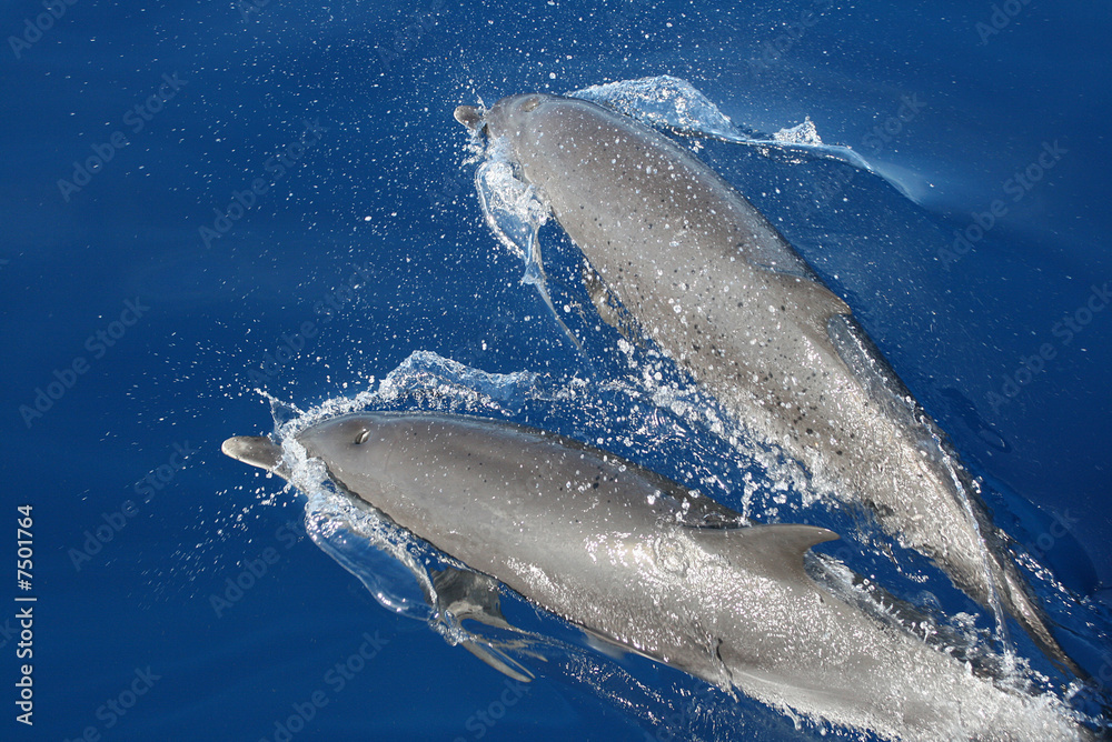 Fototapeta premium Dauphin
