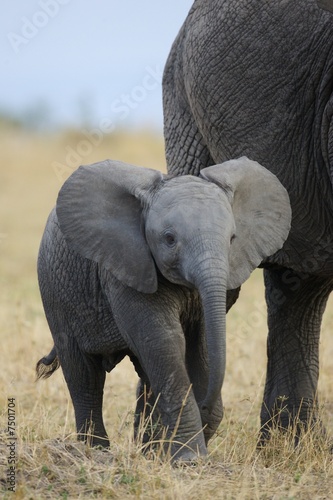 Photography African Elephant
