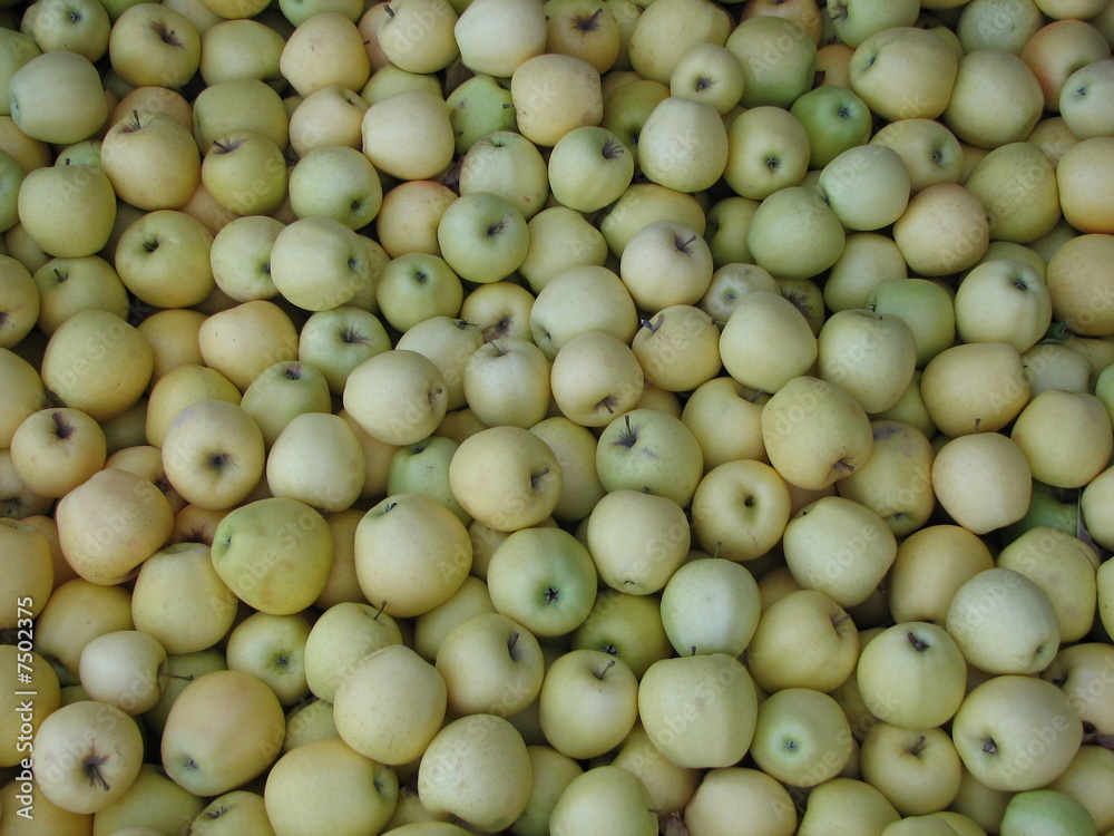 Lots of apples Lots of apples