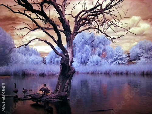 Infrared Pond and Tree © paulacobleigh