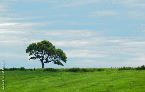 single tree in a field