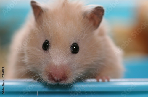 Plakat w ramie Hamster