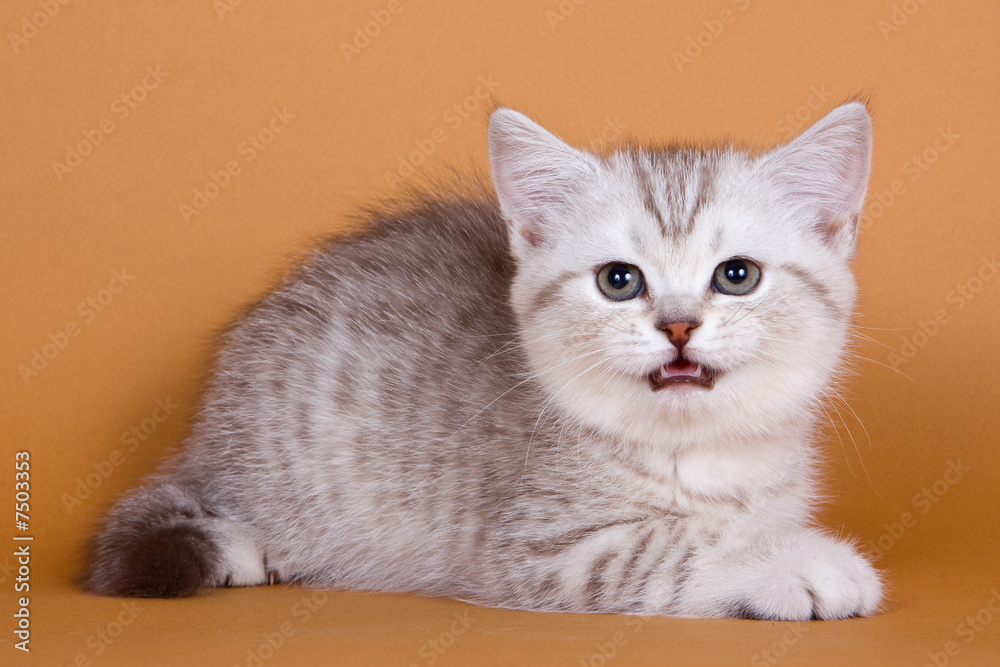 British kitten on orange background