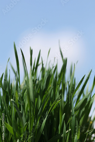 Gras