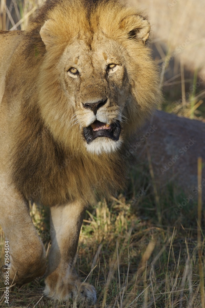 African Lions African Lions