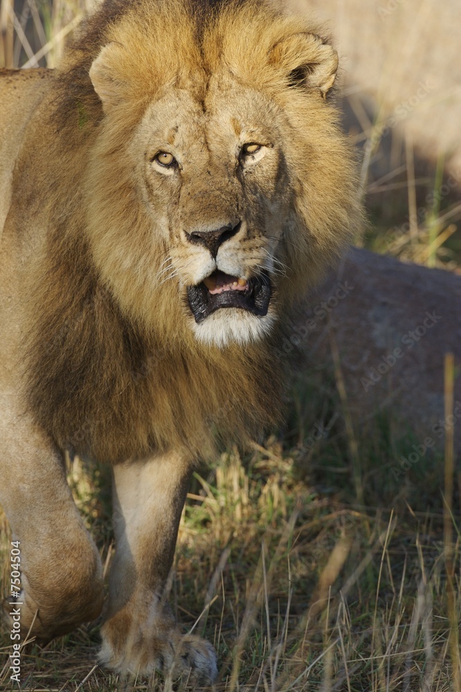 African Lions